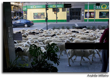 trashumancia en Salamanca