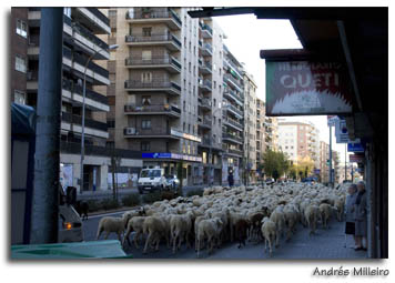 trashumancia en Salamanca
