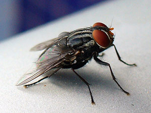 mosca, foto de Fabricio Olivetti mosca, foto de Fabricio Olivetti