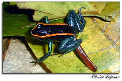 Poison dart frog, foto de Olivier Lajuzan